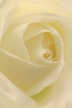 This intimate close-up captures the poetic spirit of a rose, its ivory petals swirling inwards in seamless harmony, much like the winding avenues near Romford's Liberty Shopping Centre. Each layer is soft and velvety, their nearly translucent edges inviting your sense of touch to trace the natural curves that seem to cradle light itself. The gentle cream and pale lemon hues are kissed by diffuse illumination, evoking the quiet calm found in early mornings before Romford awakens, the streets still echoing with tranquility. The rose's pure, timeless elegance speaks to tender occasions-a subtle declaration of admiration at anniversary gatherings, a comforting presence for remembrance, or a poised centrepiece for an elegant dinner in the heart of the community. You can almost sense the flower's barely-there fragrance drifting in the background, a soothing balm filling the room with comfort and grace. This is the refined artistry Romford florists are known for-a floral creation that transcends words and imbues its surroundings with a sense of care, tradition, and hope, making it a cherished choice for diverse celebrations and moments of heartfelt reflection.